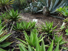 Agave beauleriana