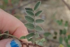 Indigofera fruticosa