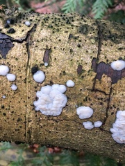 Exidia thuretiana