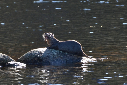 North American River Otter photographed in New Hampshire