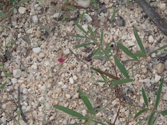 Tephrosia vicioides