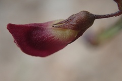 Tephrosia vicioides