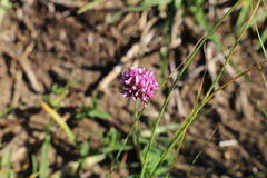 Trifolium burchellianum, photograph (c) Suvarna Parbhoo Mohan, some rights reserved (CC BY-SA)