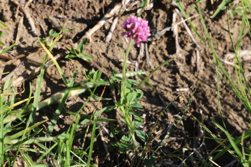 Trifolium burchellianum, photograph 1