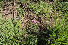 Trifolium burchellianum, photograph (c) Suvarna Parbhoo Mohan, some rights reserved (CC BY-SA)