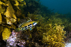 Heteroscarus acroptilus