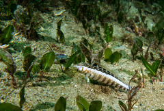 Parapercis australis