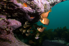 Pempheris compressa