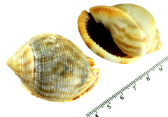 Phaliinae