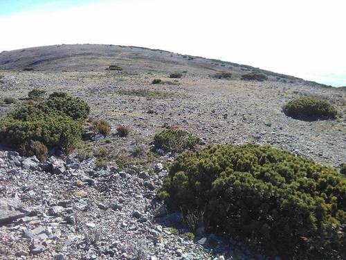 Potosi pinyon