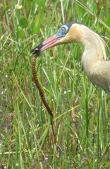Helicops leopardinus