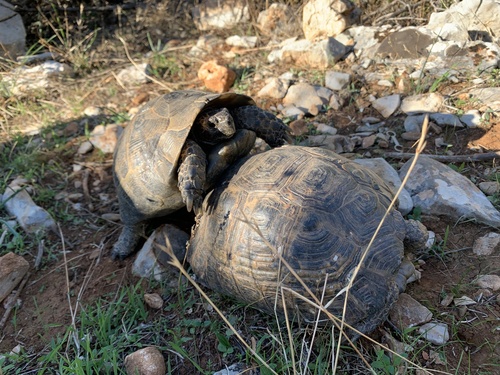 Testudo graeca