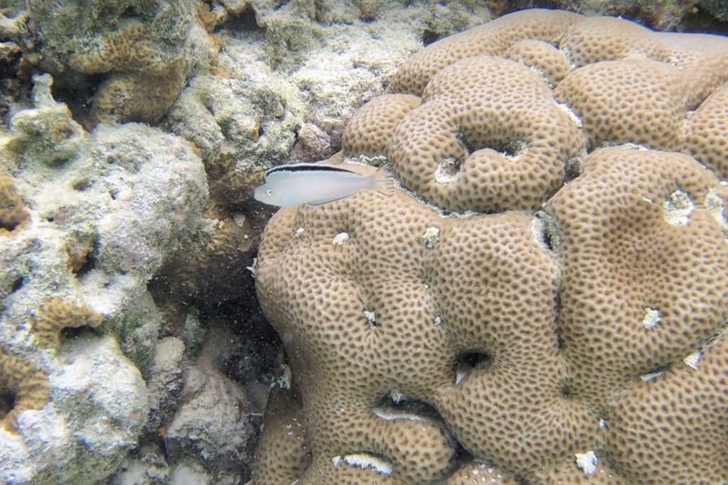 Imposter fangblenny (Plagiotremus phenax) — Blenniidae