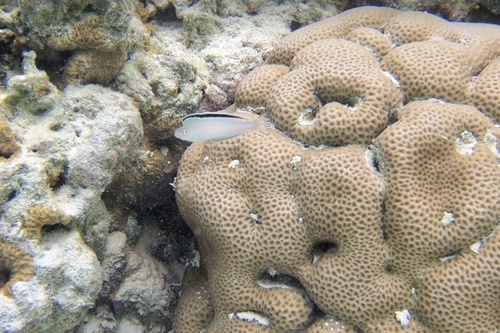 Imposter fangblenny (Plagiotremus phenax) — Blenniidae