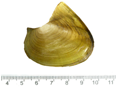 Cristaria plicata