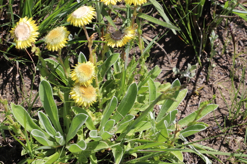 Bright Yellow Everlasting (Helichrysum aureum)