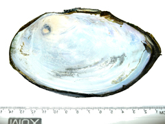 Sinanodonta schrenkii