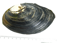 Sinanodonta schrenkii