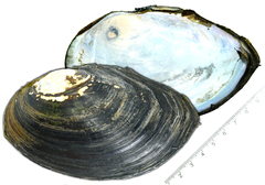 Sinanodonta schrenkii