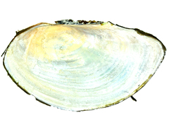 Sinanodonta schrenkii