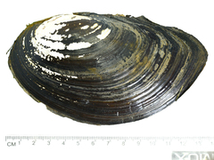 Sinanodonta schrenkii