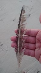 Numenius phaeopus variegatus