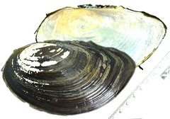 Sinanodonta schrenkii