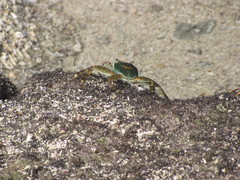 Grapsus albolineatus