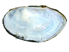 Sinanodonta schrenkii