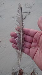 Numenius phaeopus variegatus