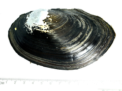 Sinanodonta schrenkii