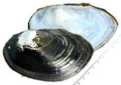 Sinanodonta schrenkii