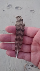 Numenius phaeopus variegatus