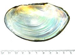 Sinanodonta schrenkii