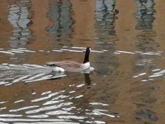 Branta canadensis