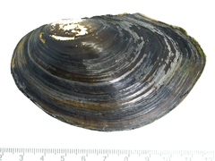 Sinanodonta schrenkii