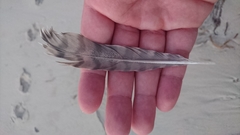 Numenius phaeopus variegatus