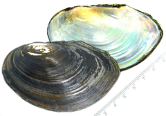 Sinanodonta schrenkii