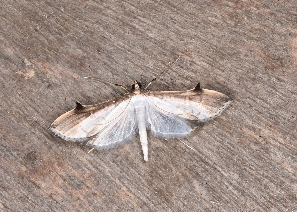 Blepharomastix cirrosalis