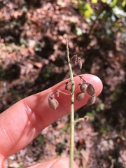 Desmodium nuttallii