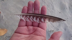 Numenius phaeopus variegatus