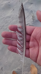 Numenius phaeopus variegatus