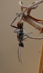 Polyrhachis brisbanensis