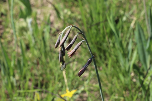 Drunk Daintybells (Dipcadi marlothii)