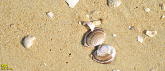 Nuttallia japonica