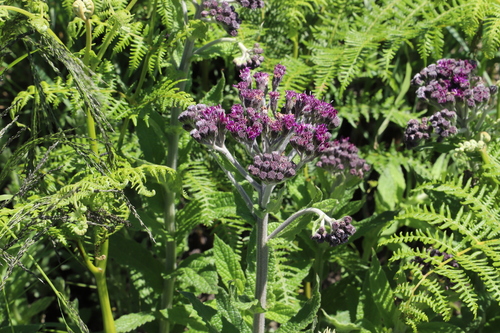 Quilted-leaved Vernonia (Hilliardiella hirsuta)