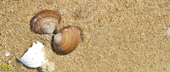 Nuttallia japonica