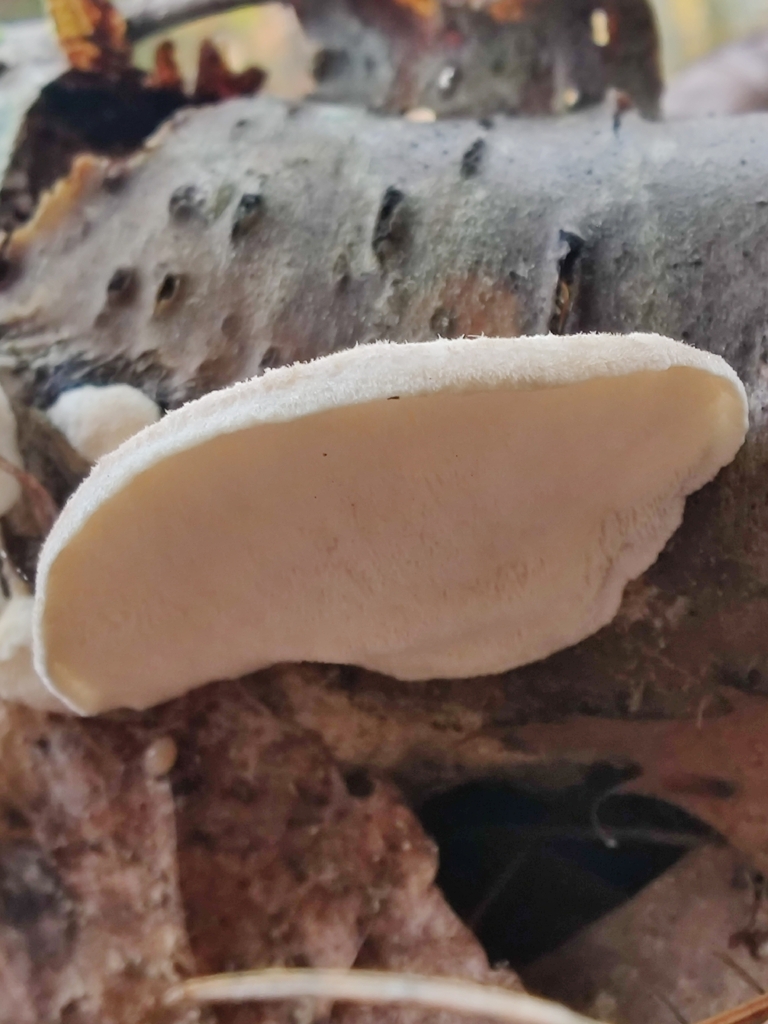 Tyromyces chioneus · October 2025 · photo: © jp_acres (iNaturalist, cc0)