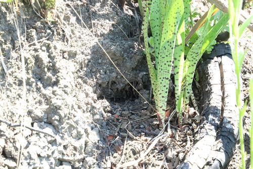 Ledebouria cooperi