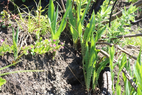 Ledebouria cooperi